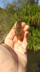 Glossogobius olivaceus