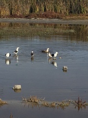 Larus dominicanus dominicanus