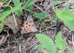Drasteria ingeniculata