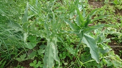 Eminium spiculatum