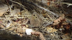 Cercyonis sthenele behrii