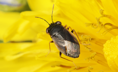 Geocoris uliginosus