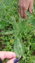 Eminium spiculatum