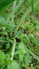 Eminium spiculatum