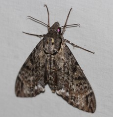 Psilogramma menephron