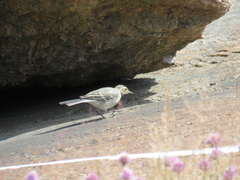 Motacilla alba