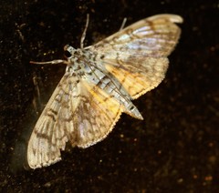 Haritalodes obliqualis