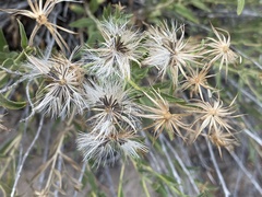 Brickellia oblongifolia
