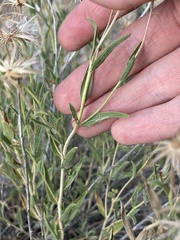Brickellia oblongifolia