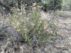 Brickellia oblongifolia