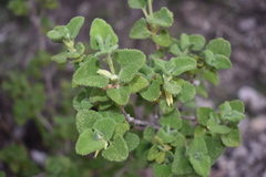 Salvia aspera