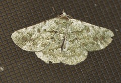 Aeolochroma hypochromaria