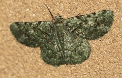Aeolochroma hypochromaria