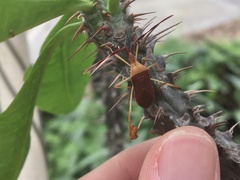 Chondrocera laticornis