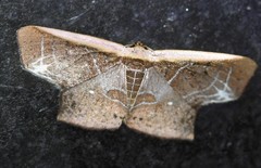 Tessarotis rubrata