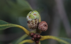 Callirhytis glandulus