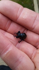 Meloe proscarabaeus