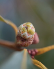 Callirhytis glandulus