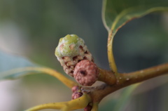 Callirhytis glandulus