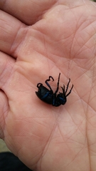 Meloe proscarabaeus