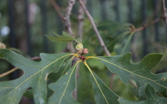 Callirhytis glandulus