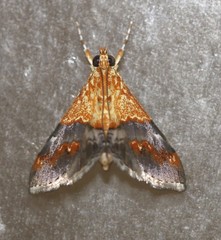 Tetracona amathealis