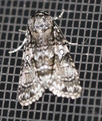 Turnerinycta phaeocosma