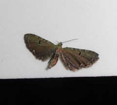 Eupithecia assimilata