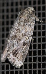 Spodoptera exempta