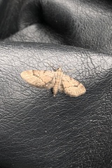 Eupithecia unicolor