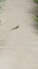 Aspidoscelis neomexicanus