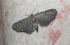 Eupithecia assimilata