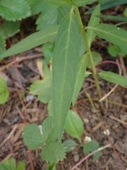 Asclepias incarnata incarnata