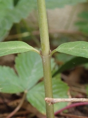 Asclepias incarnata incarnata