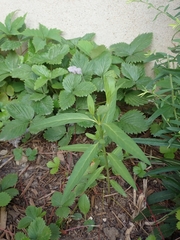 Asclepias incarnata incarnata