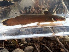 Liobagrus mediadiposalis