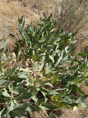 Asclepias vestita