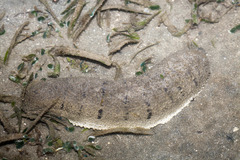 Holothuria scabra