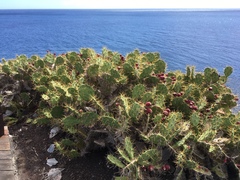 Opuntia stricta