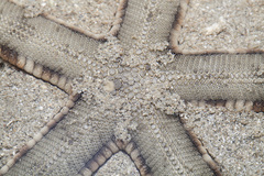 Archaster typicus