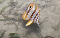 Chelmon rostratus