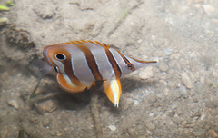 Chelmon rostratus