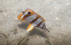 Chelmon rostratus