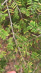 Tsuga canadensis