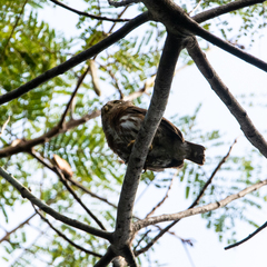Glaucidium minutissimum