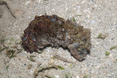 Stichopus