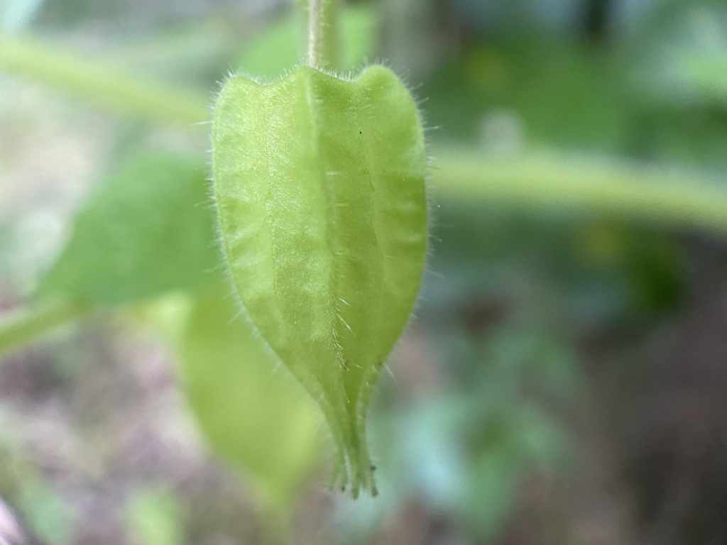 hairy groundcherry