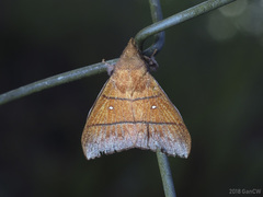 Odonestis erectilinea