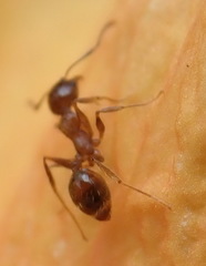 Pheidole