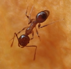 Pheidole